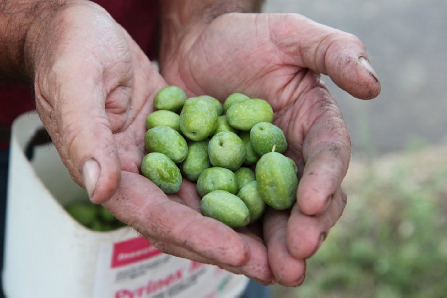 Jean-Luc with a handful of plump amellau olives.