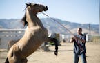 This image released by Focus Features shows Matthias Schoenaerts in a scene from "The Mustang." (Tara Violet Niami/Focus Features via AP)