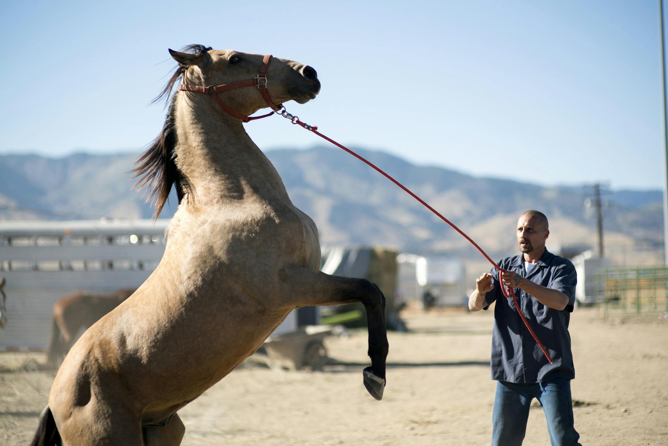 This image released by Focus Features shows Matthias Schoenaerts in a scene from "The Mustang." (Tara Violet Niami/Focus Features via AP)