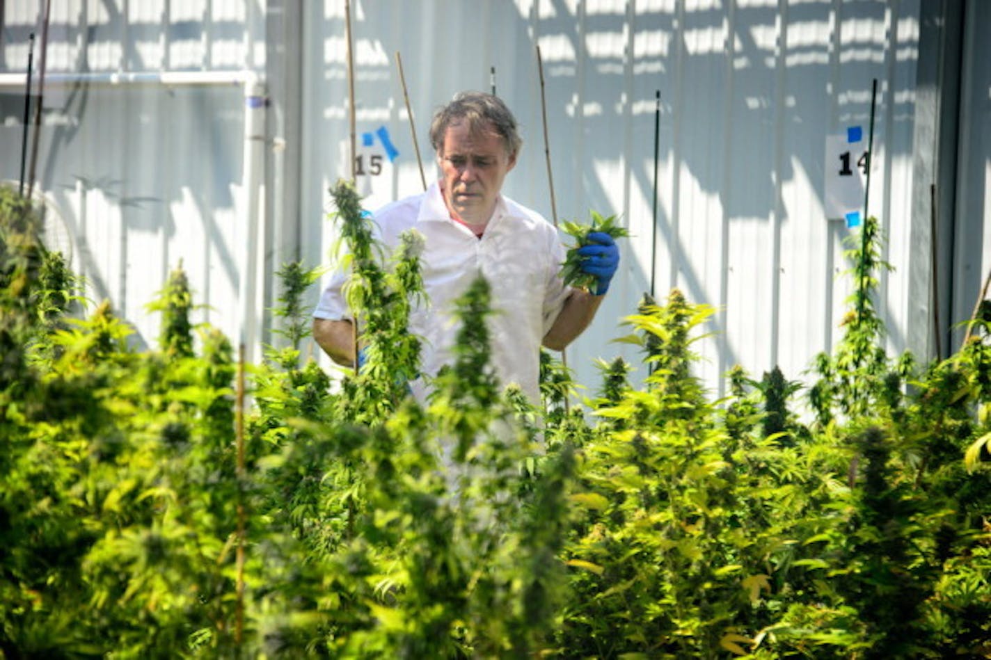 Workers tend the cannabis crop at Minnesota Medical Solutions manufacturing facility in May. (Star Tribune photo by Glen Stubbe.)