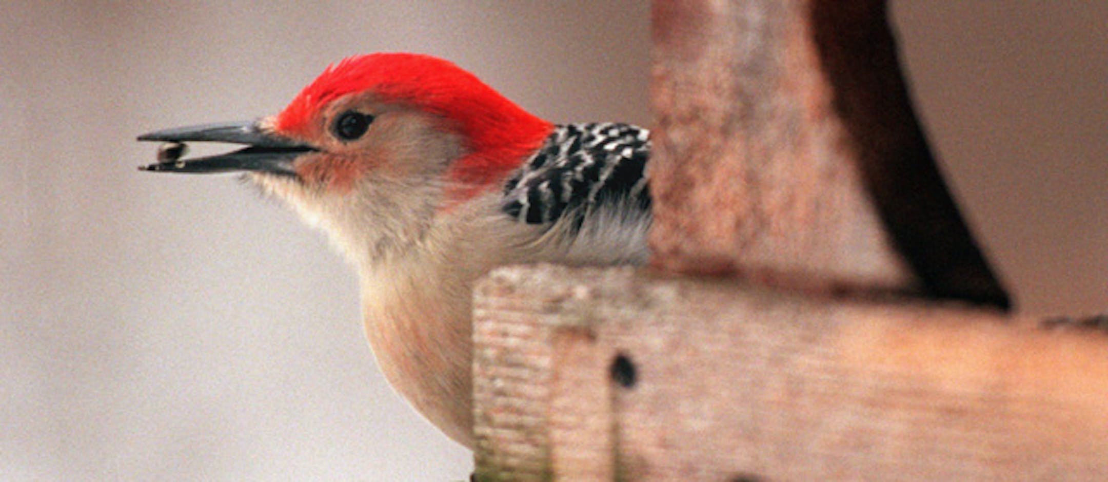 Red-bellied woodpecker