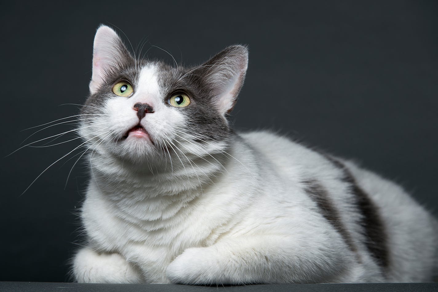 Romeo is a 3-year-old short-haired shelter cat that competes in cat shows. Gayle Long, one of his owners says he's "very mild and mellow." ] (Aaron Lavinsky | StarTribune) Gayle and Dave Long show their two cats, Gypsy Rose and Romeo, for a preview feature leading up to the Saintly City Cat Show. They were photographed in their home Tuesday, Jan. 14, 2015.