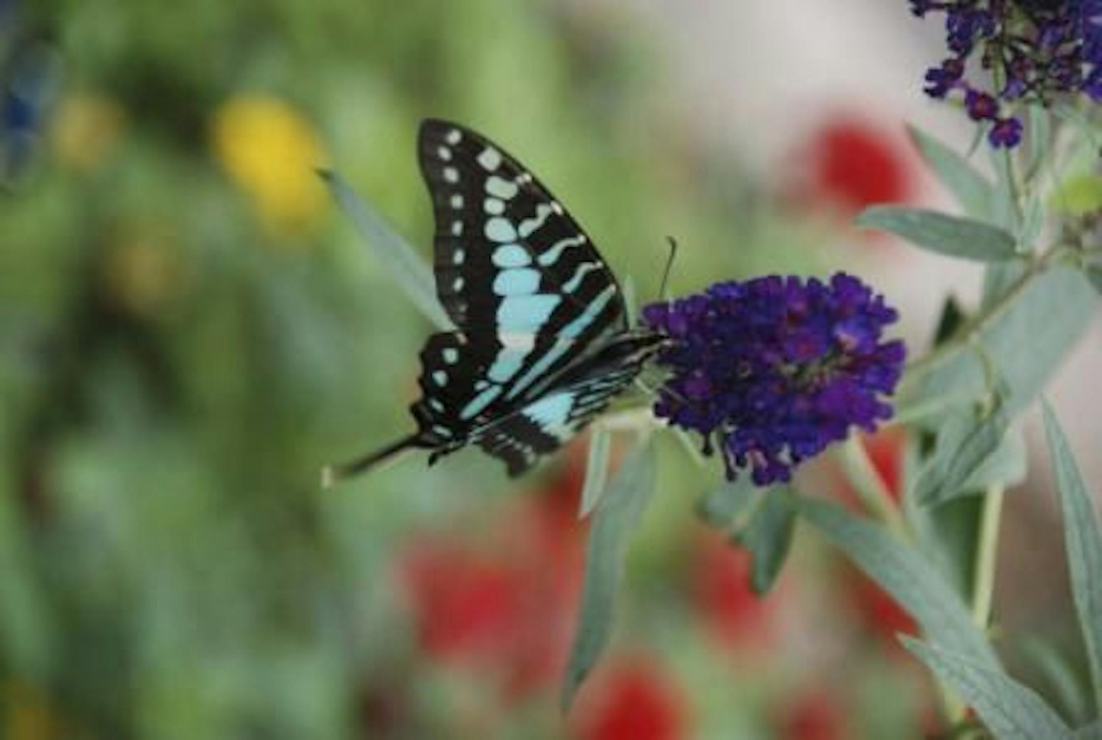 Blooming Butterfly at Como Park.