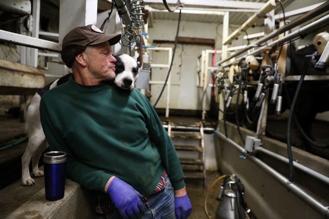 Kevin Stuedemann and his dog Cubby oversaw the milking at his 170-acre farm in Belle Plaine. He’s proud of the grass his dairy cows eat and the organic milk they produce, but he spent two months dumping milk because he had no buyer.