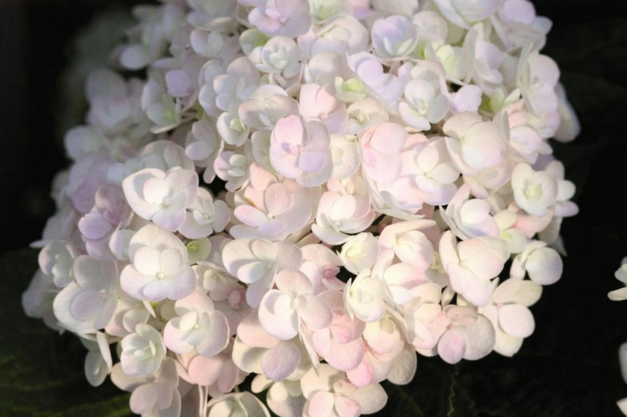 Blushing Bride Endless Summer hydrangea
Bailey Nurseries