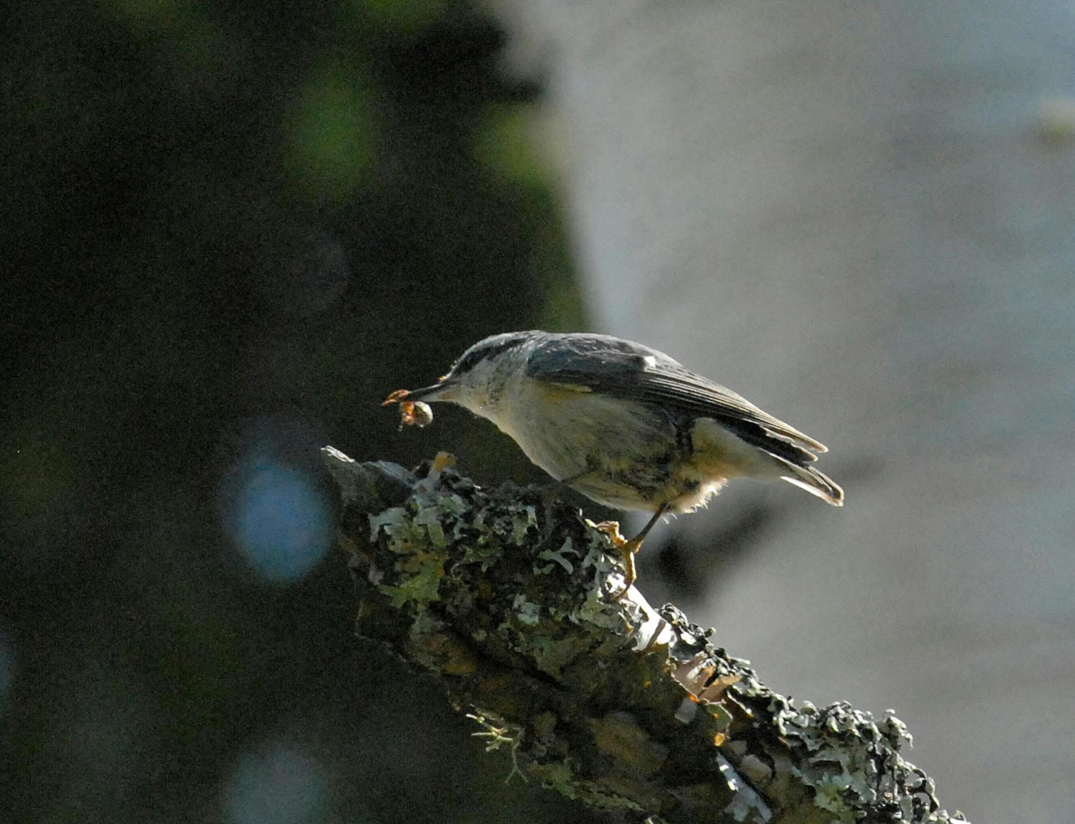 Red-breasted Nuthatch about to enter nest cavity with food.
Photo by Jim Williams