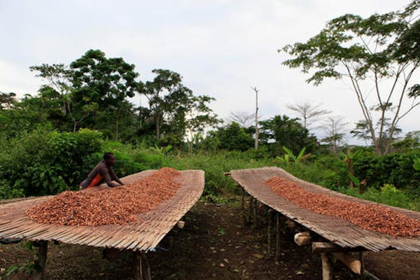 FILE - In this file photo taken Tuesday, May 31, 2011, farmer Alidou Ouedraogo arranges drying cocoa beans as he prepares to cover them for the night,