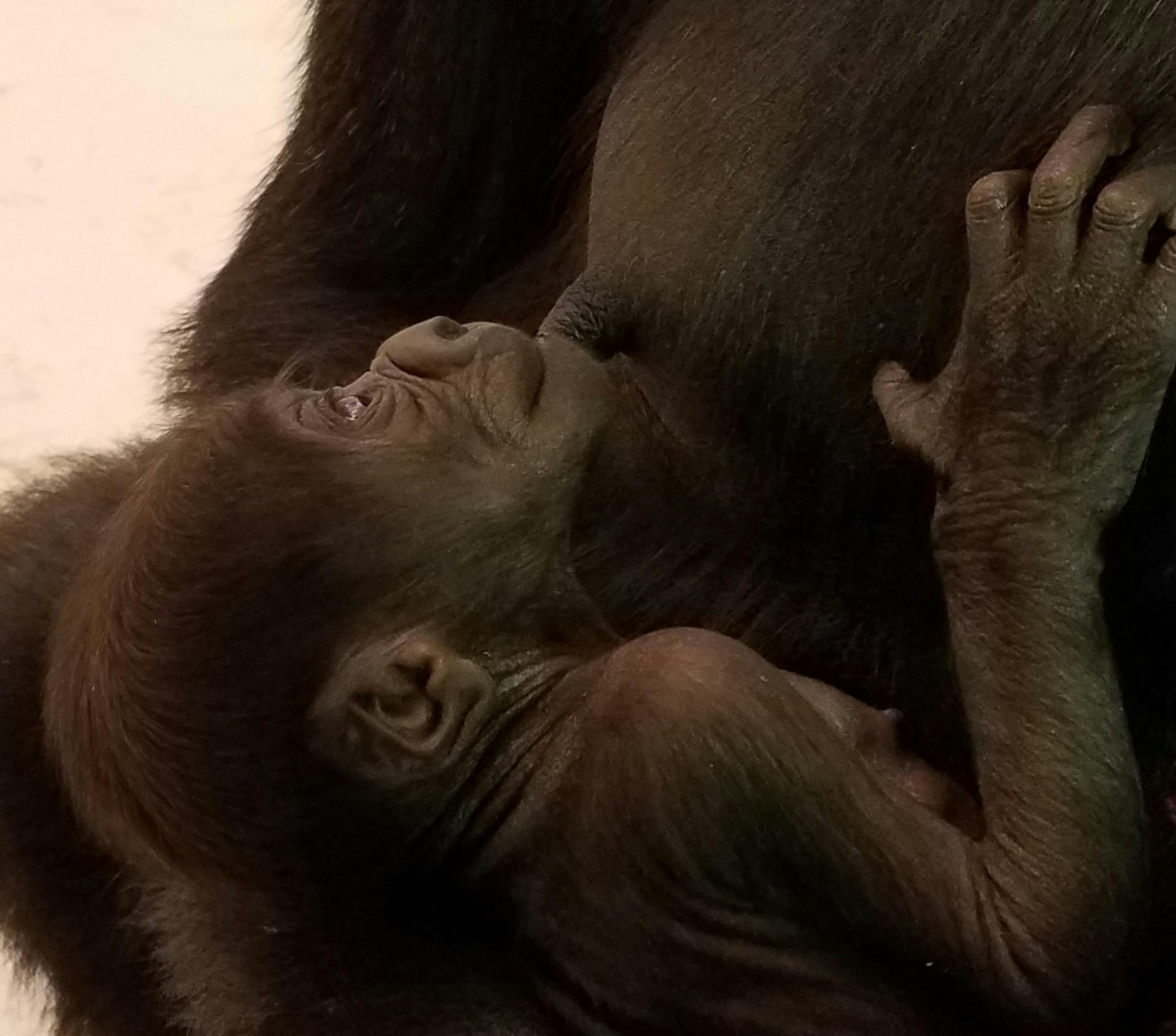 MUST CREDIT: Como Park Zoo & Conservatory. Como Zoo is thrilled to announce the addition of a baby western lowland gorilla to its troop. The baby female gorilla was born behind the scenes in the early hours of Wednesday, October 18, 2017, inside the Gorilla Forest exhibit dayroom to mother Alice.