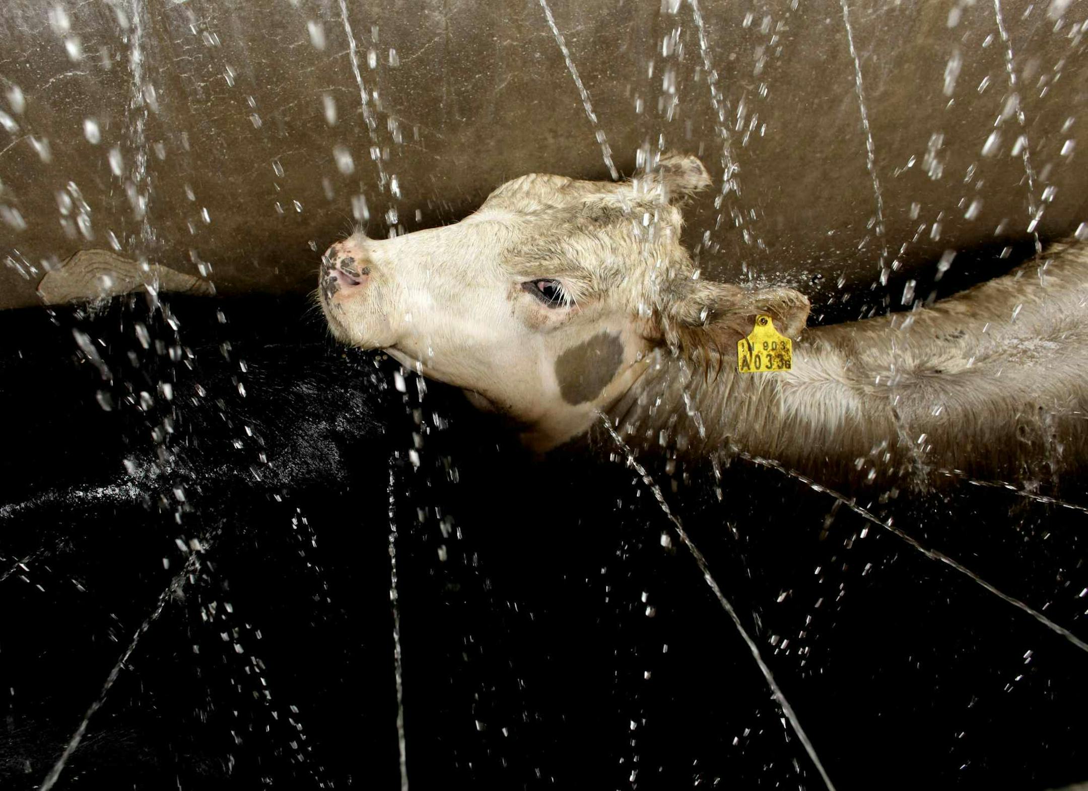 A cow is washed before being butchered at a slaughter house on the outskirts of Buenos Airess, Tuesday, Nov. 17, 2009. The farmer's association Argentine Rural Society says that studies by its' economic research department indicate that meat production won't be enough to cover the local demand and the country may need to import beef next year due to a drought and government export controls that prompt ranchers to quit the business. (AP Photo/Natacha Pisarenko)
