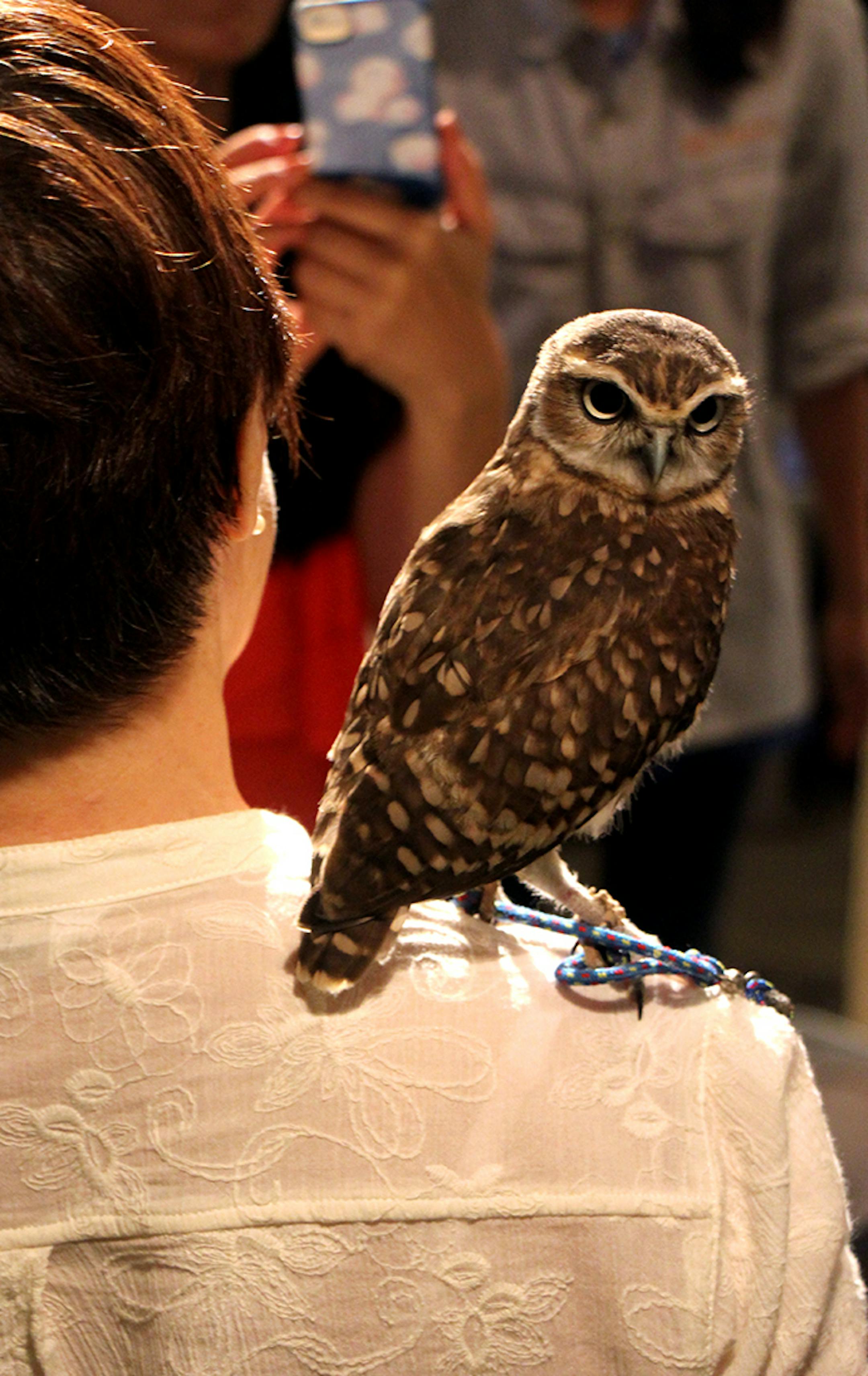 A baby owl perches on a visitor's shoulder at Tori No Iru bird cafe. ORG XMIT: 96.0.1213602349