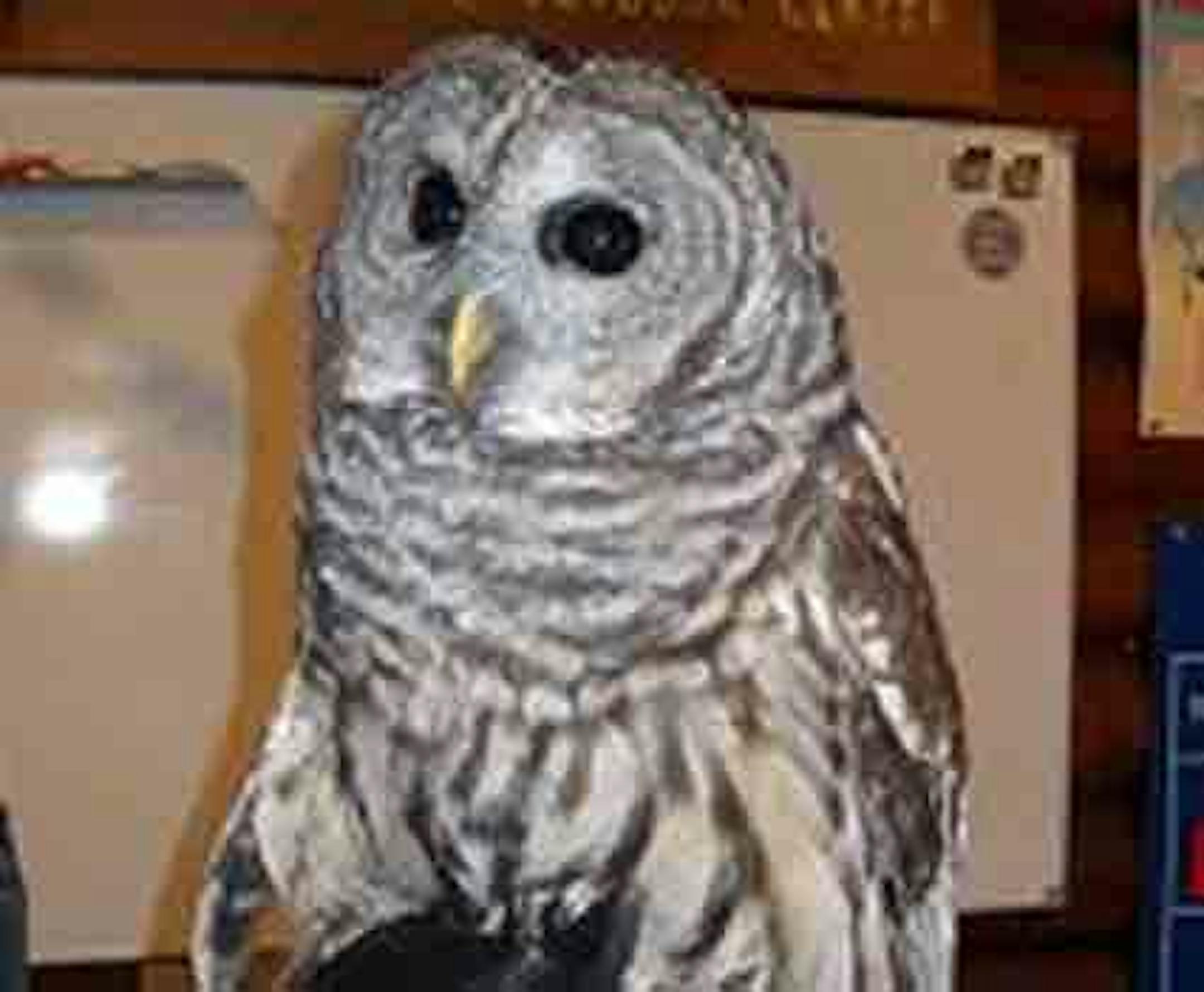 The city of Eden Prairie is looking for naming suggestions for a new male barred owl living at its Outdoor Center.