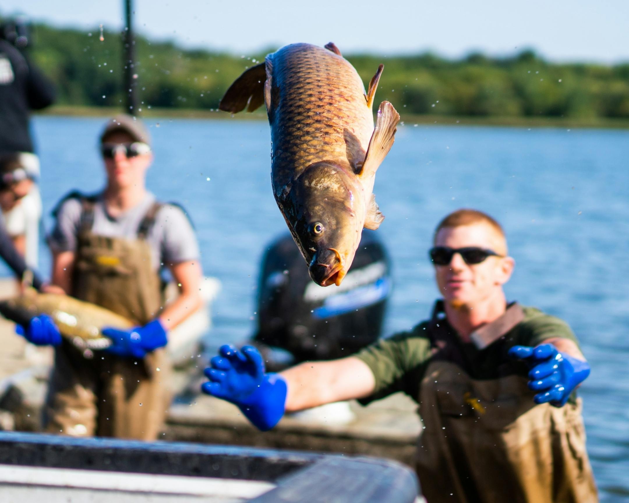 Carp Solutions general manager Jordan Wein hurled a carp into a waiting pickup.
