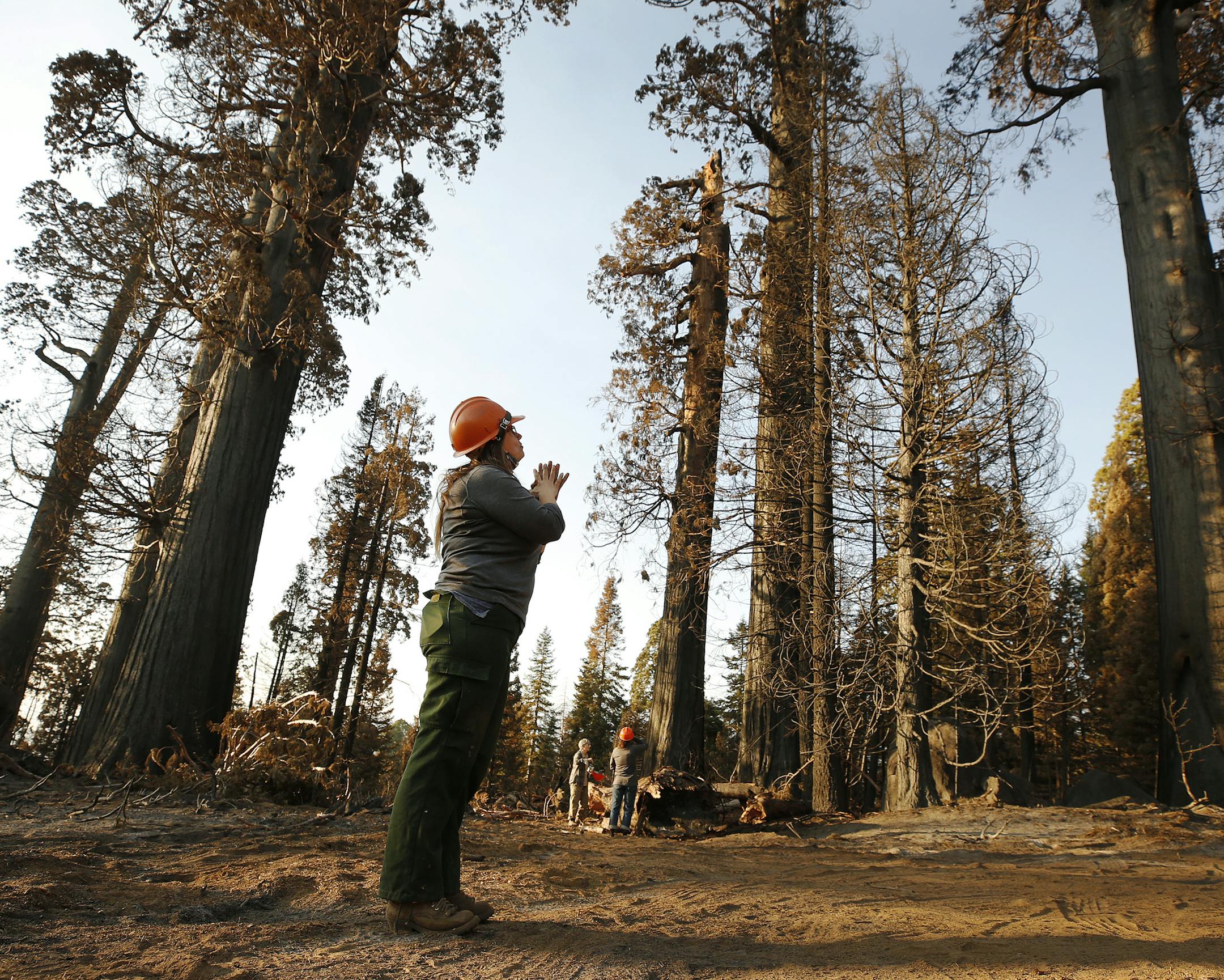 Kristen Shive, of the Save the Redwoods League on the 530 acres of the privately owned Alder Creek in Springville, Calif.