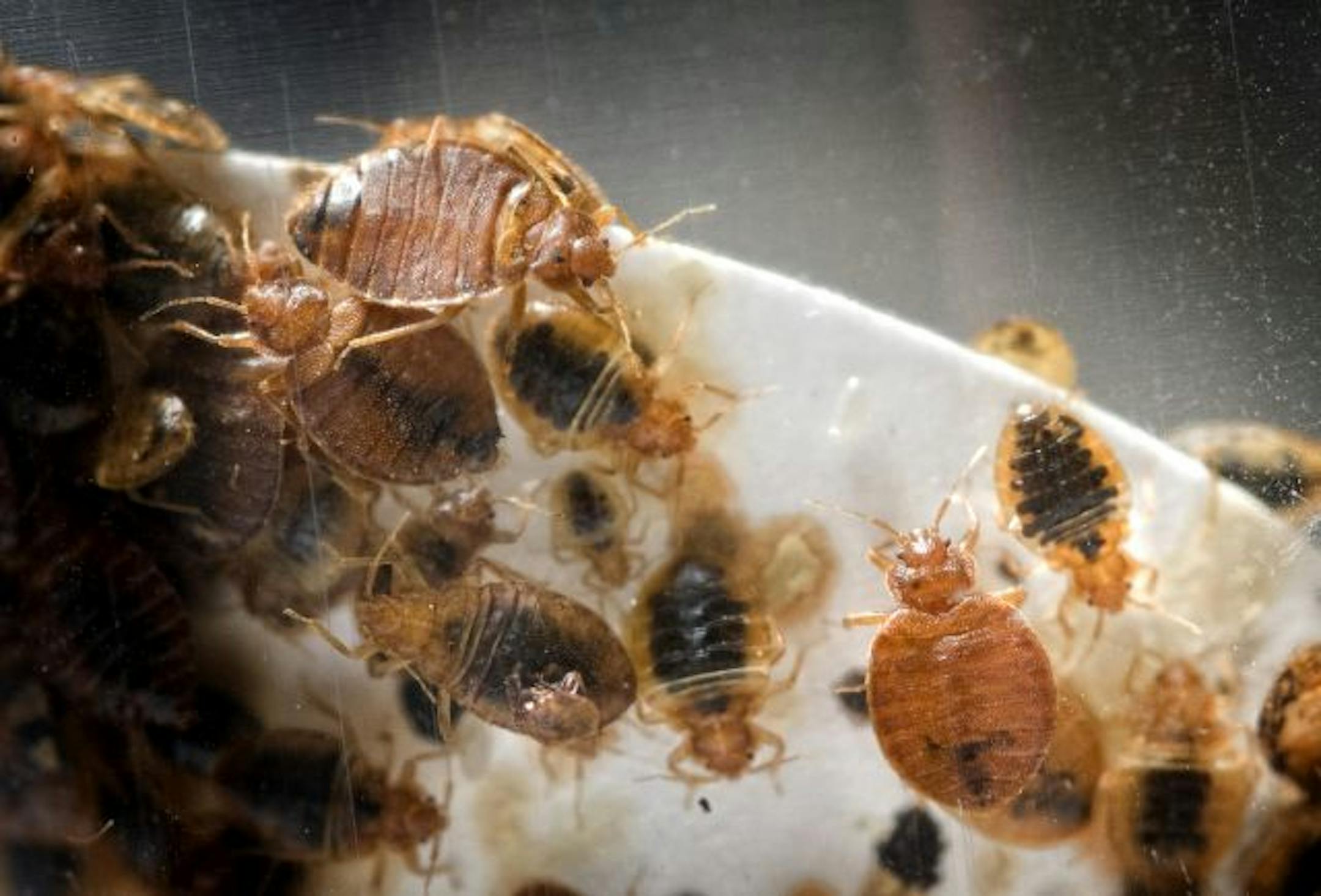 Live bedbugs at Ecolab. he dark substance inside some of their abdomens is evidence of a recent feeding.