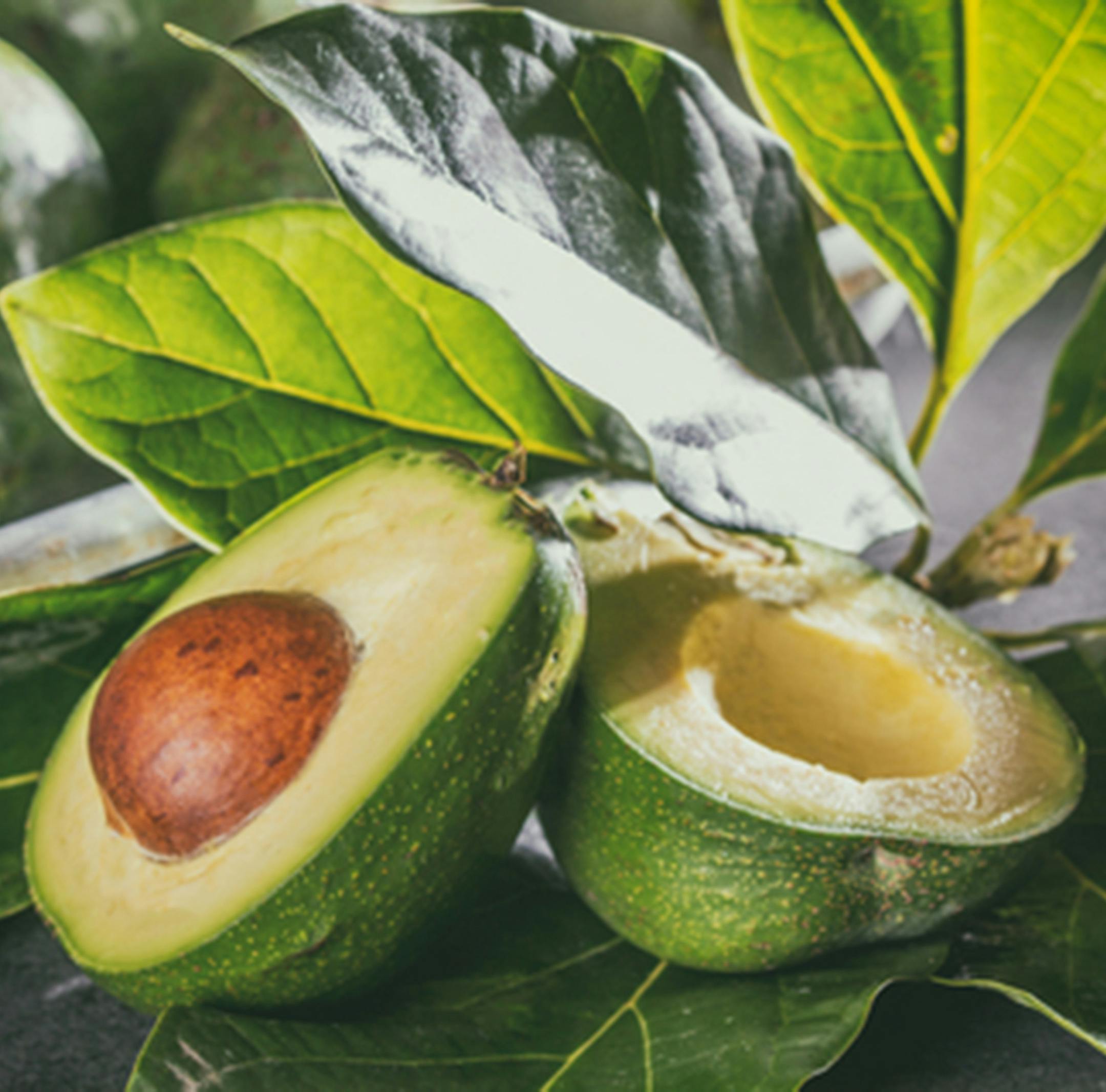 A lawsuit over an avocado patent is headed to court in Miami. A rival avocado company has stolen the DNA of the special "Carla" avocado, and has begun selling the same avocados in stores throughout South Florida.
(Dreamstime/TNS) ORG XMIT: 1240682