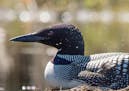 How loons often respond to attacks by black flies