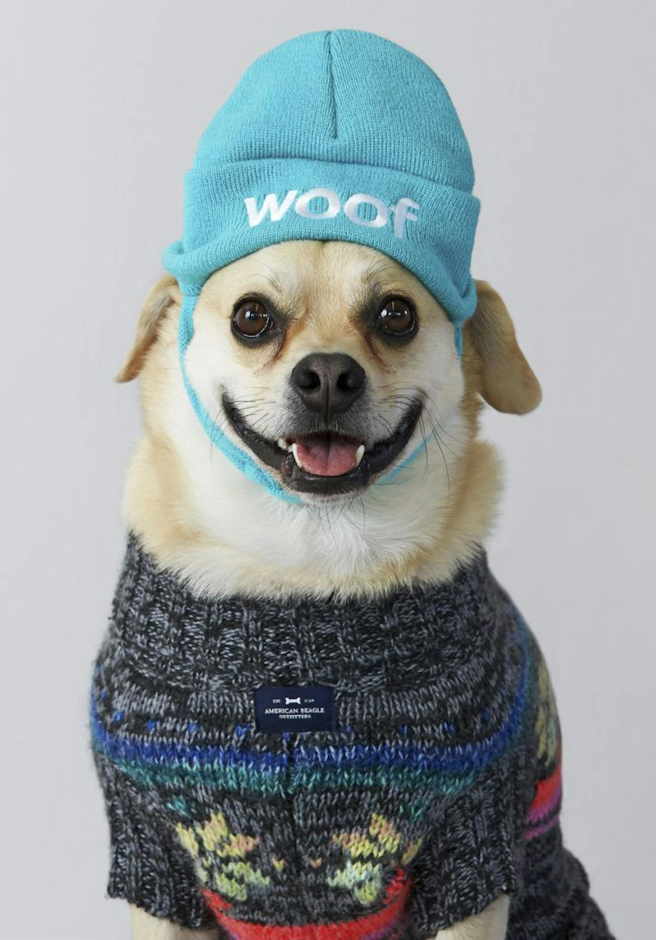This undated photo provided by American Eagle Outfitters shows a dog wearing an American Beagle Outfitters beanie and sweater. For some pet owners, clothing plays into a luxury lifestyle. For others, it's a way to match man's best friend; and sometimes it's simply about keeping animals warm this winter.