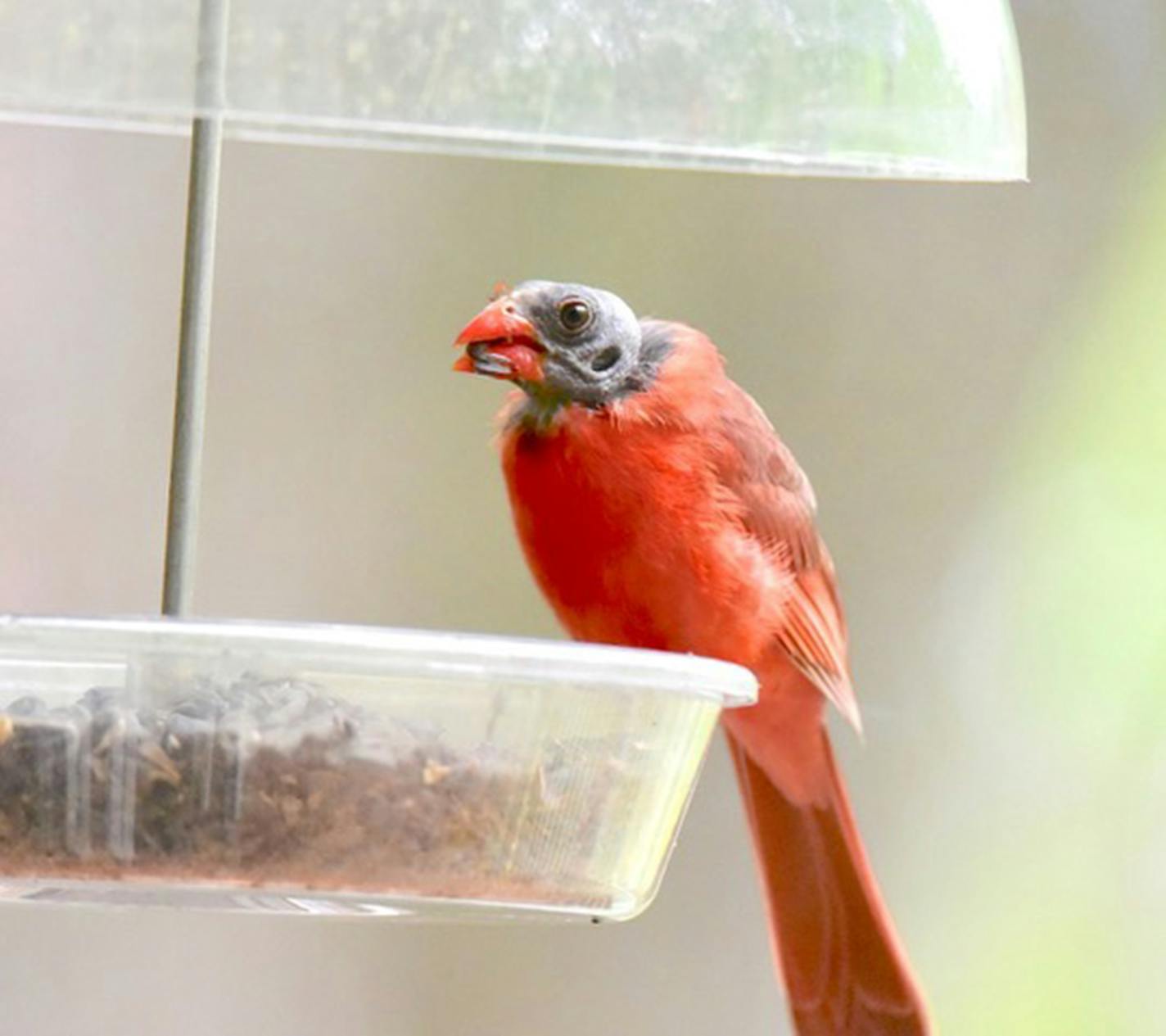 A red cardinal perches on the side of a feeder, with its head appearing gray for lack of feathers.