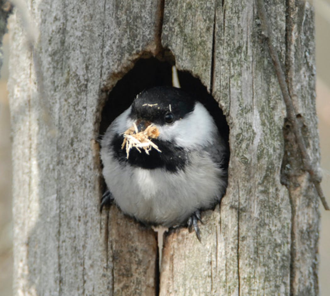 A chickadee with nesting material in its beak. The birds are cavity nesters.