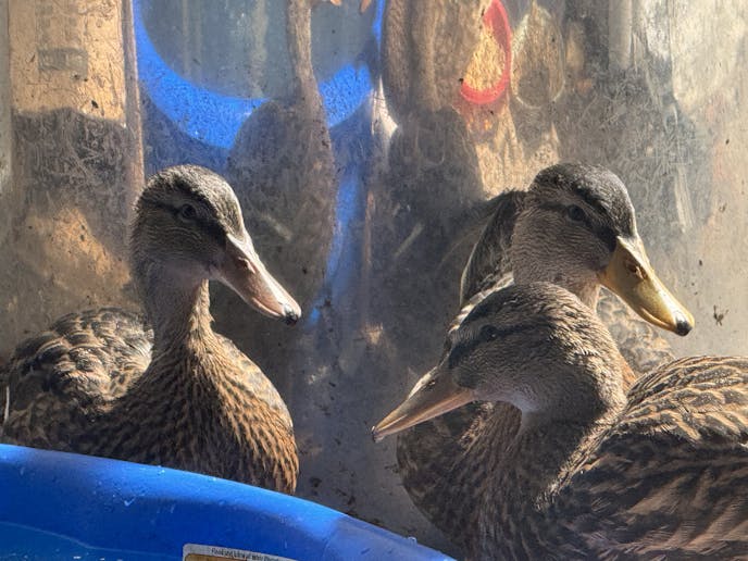 Three Mallard ducks raised by retiree Fitz Faus before he released them to the wild on July 15.