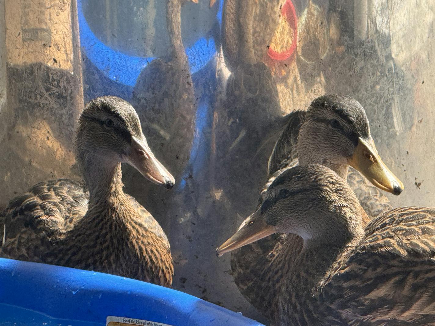 Three Mallard ducks raised by retiree Fitz Faus before he released them to the wild on July 15.