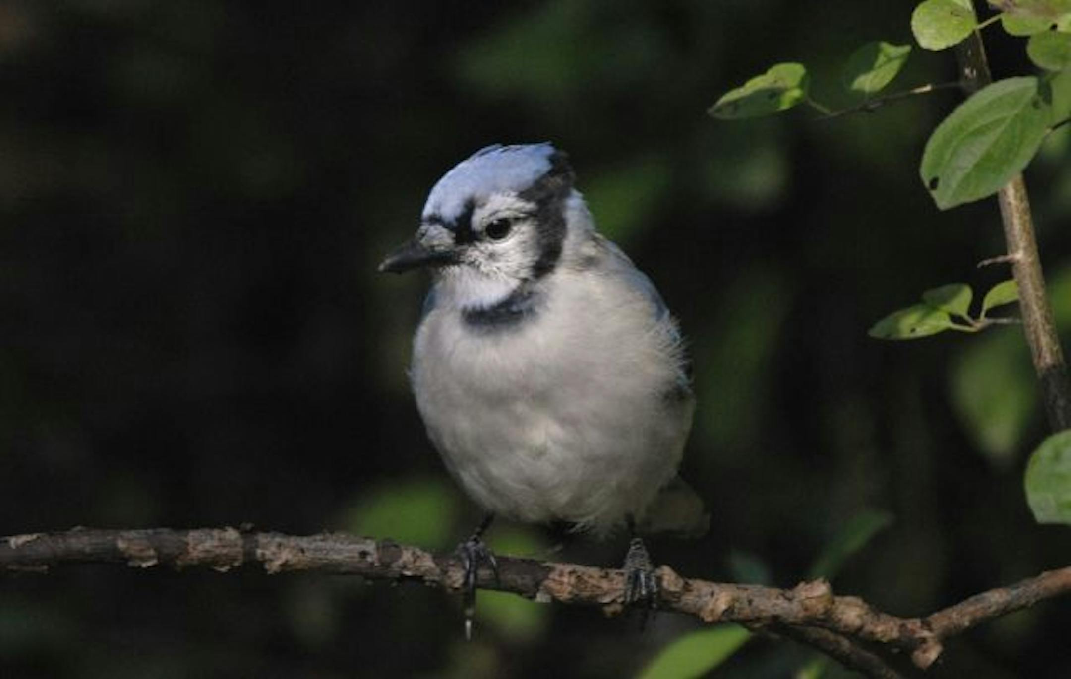 Blue jay