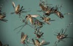 FILE - In this Sept. 29, 2016 file photo, Aedes aegypti mosquitoes, responsible for transmitting Zika, sit in a petri dish at the Fiocruz Institute in