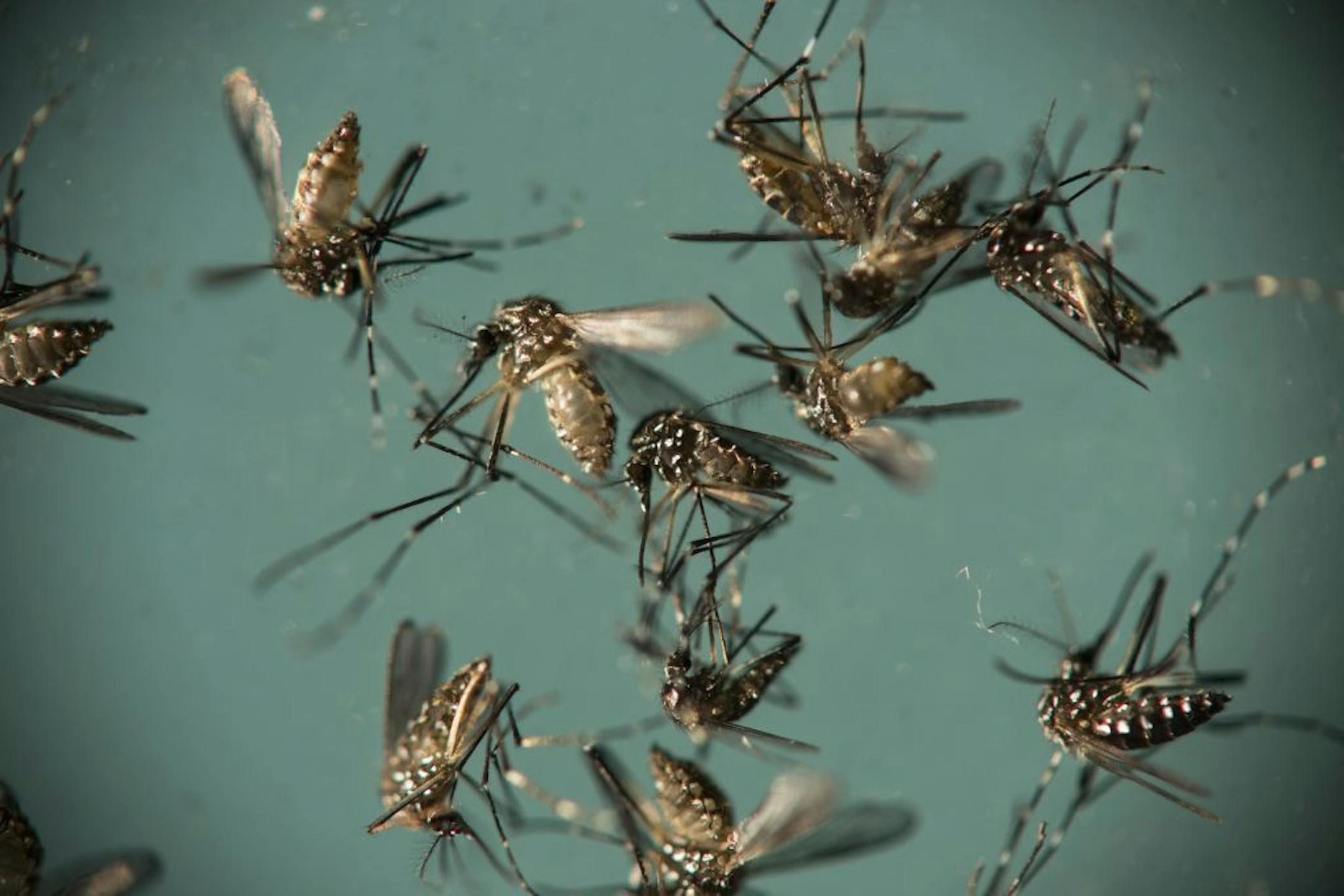 FILE - In this Sept. 29, 2016 file photo, Aedes aegypti mosquitoes, responsible for transmitting Zika, sit in a petri dish at the Fiocruz Institute in Recife, Brazil. The South American country declared an end to its public health emergency for the Zika virus on Thursday, May 11, 2017, 18 months after a surge in cases drew headlines around the world.