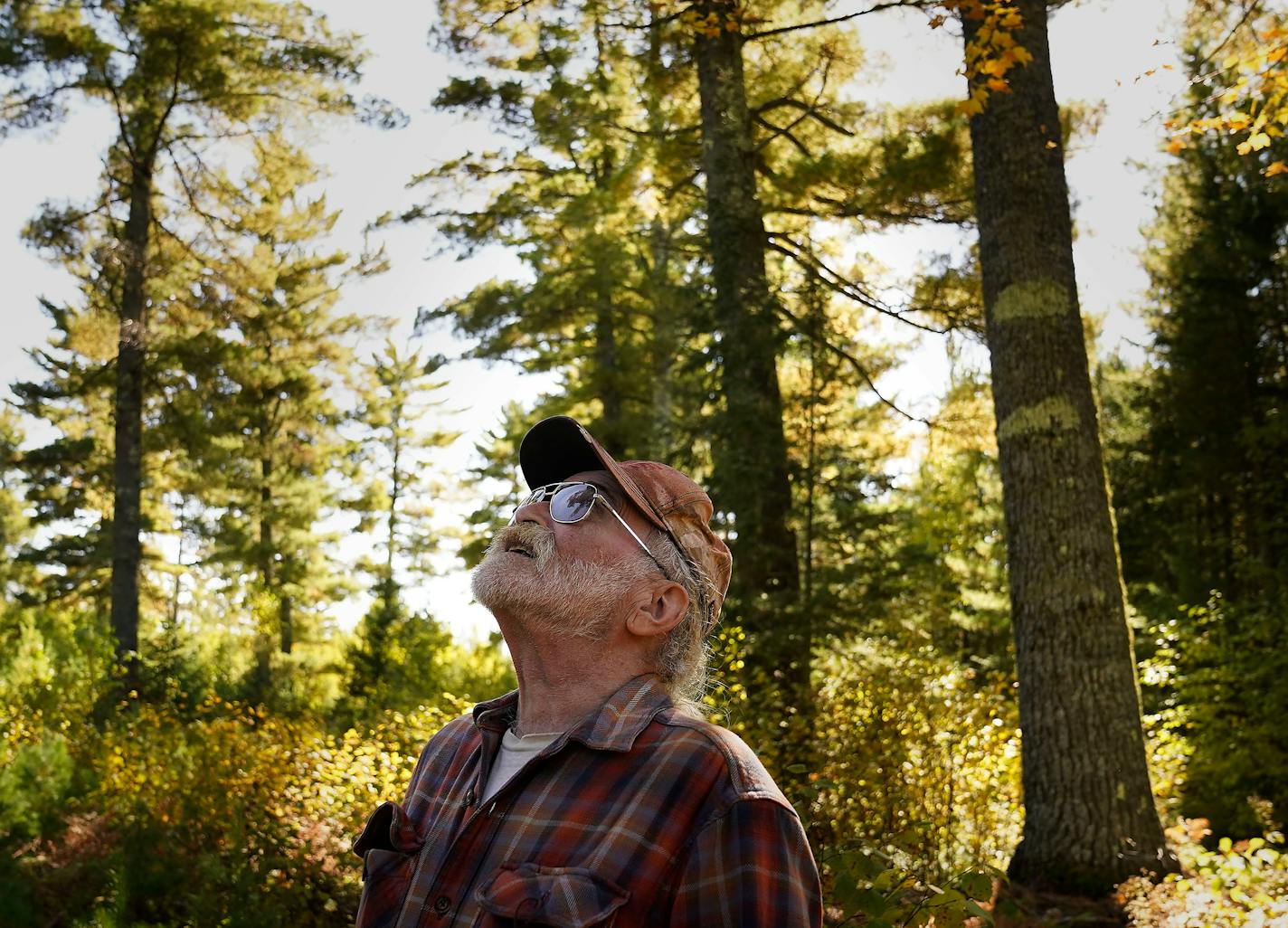 Retired Minnesota DNR forester Jim Kelley looks up at large white pine trees, some 200 years or older, in the Cloquet Valley State Forest Friday, Sept. 30, 2022, in St. Louis County, Minn.