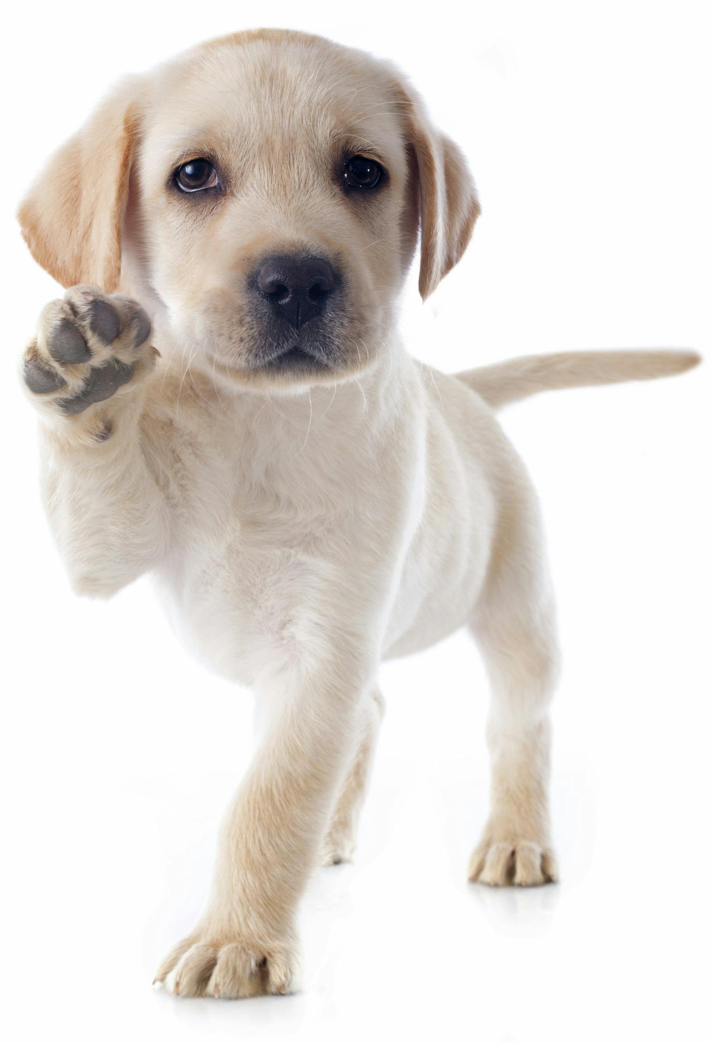 purebred puppy labrador retriever in a studio