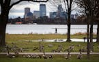 A lone runner shares the shore with Canada geese near Lake Calhoun Thursday, Dec. 1, 2016, in Minneapolis, MN.] (DAVID JOLES/STARTRIBUNE)djoles@startr