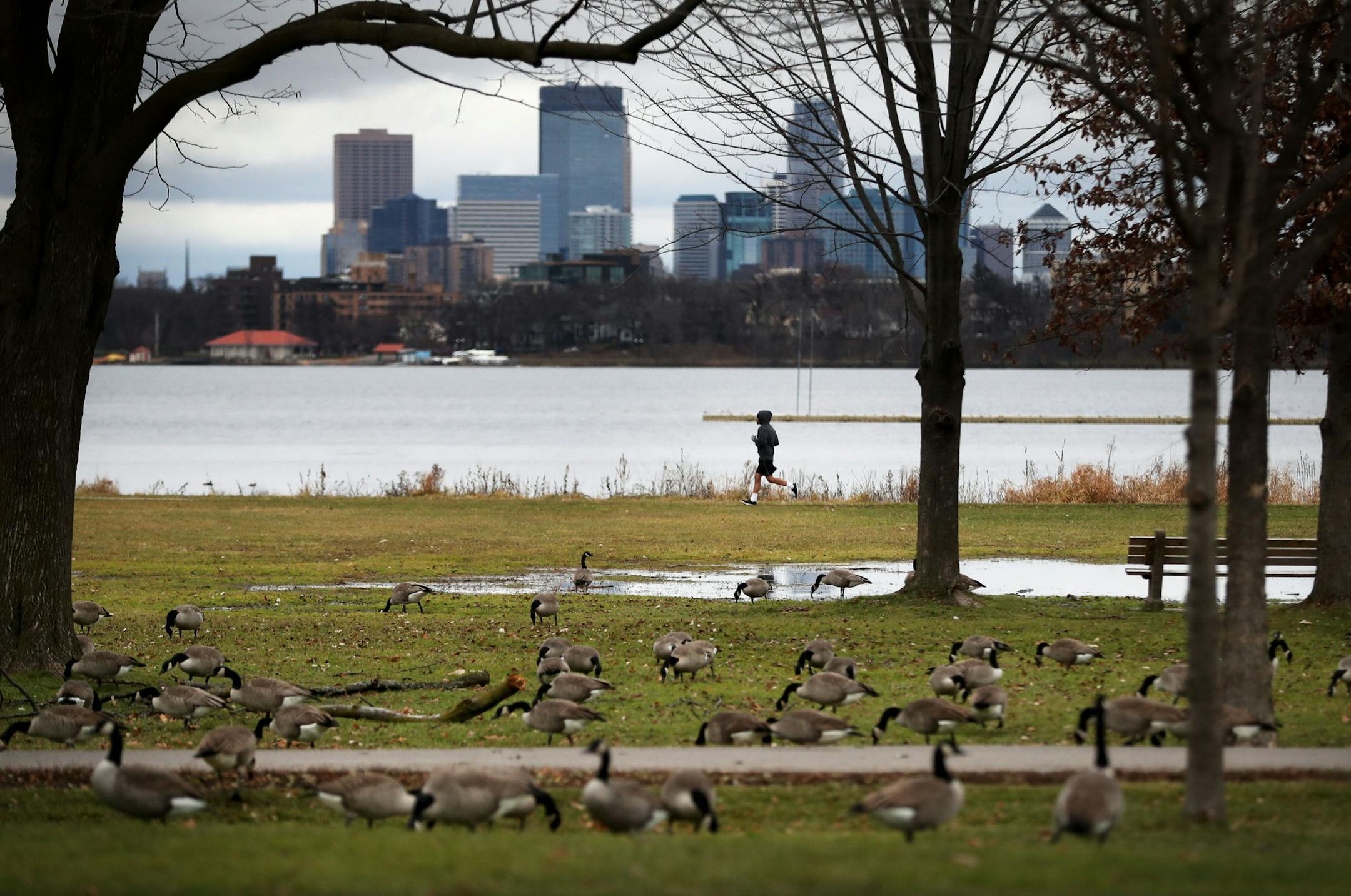 A lone runner shares the shore with Canada geese near Lake Calhoun Thursday, Dec. 1, 2016, in Minneapolis, MN.] (DAVID JOLES/STARTRIBUNE)djoles@startribune.com B3 standalone