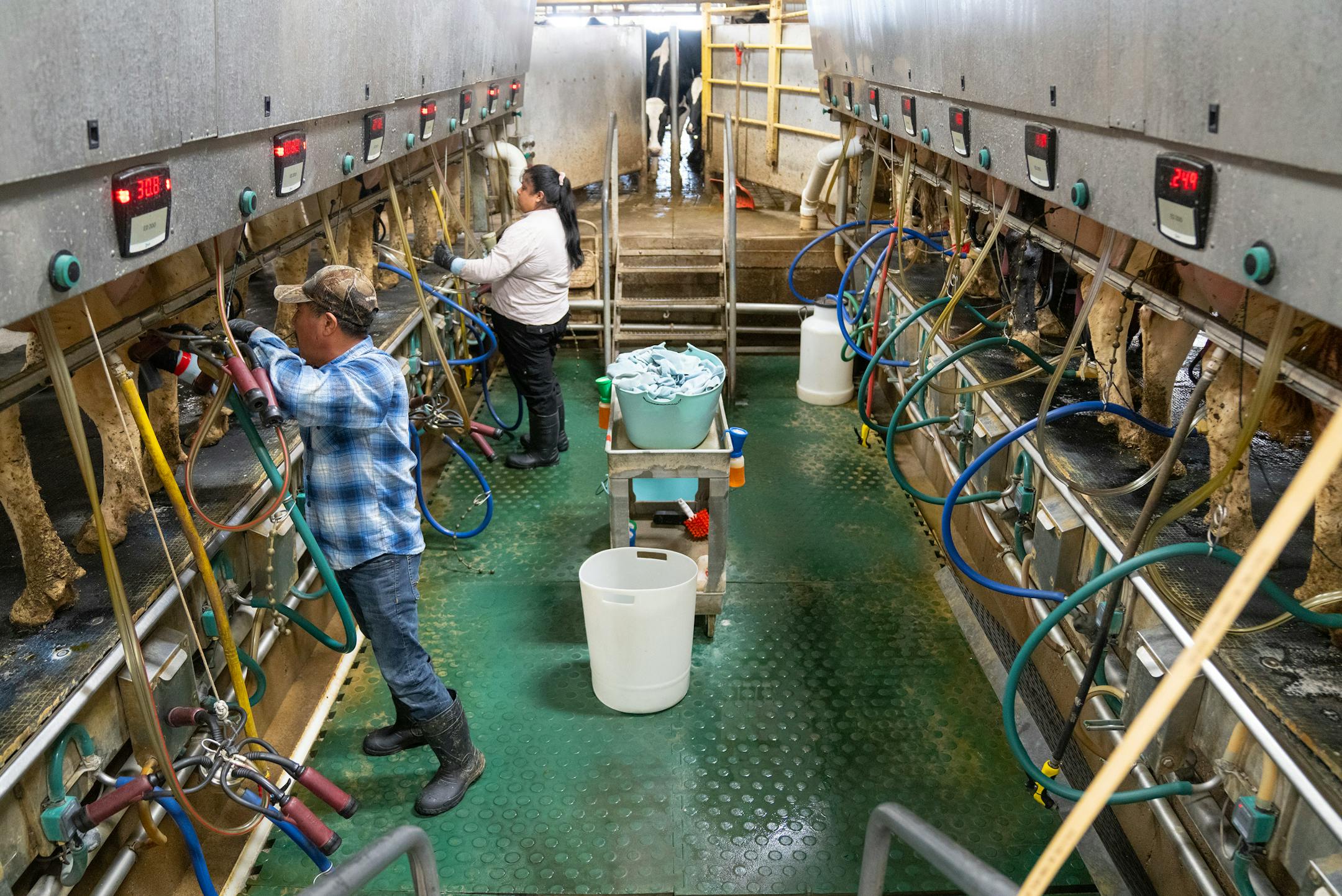 Amado Itehua and Marisol Quechulpa, left to right, farm workers, hook up dairy cows to milking machines Wednesday, June 15, 2023, at Valley Acres Dairy in Lewiston, Minn. All cows are milked three times a day at 4AM, 12PM and 8PM.