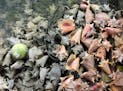 Discarded shells from harvested conch pile up under a dock near Eleuthera last year. (Jenny Staletovich/Miami Herald/TNS)