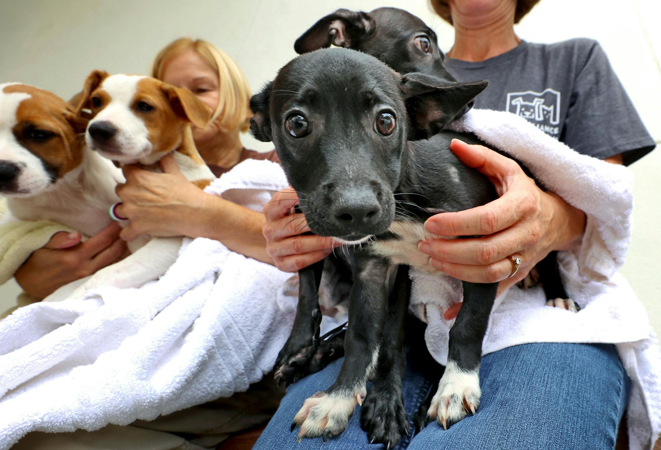 Volunteers hold puppies available for adoption at the Pet Alliance of Greater Orlando's Sanford, Florida, location on June 22, 2021. (Joe Burbank/Orlando Sentinel/TNS) ORG XMIT: 50908643W