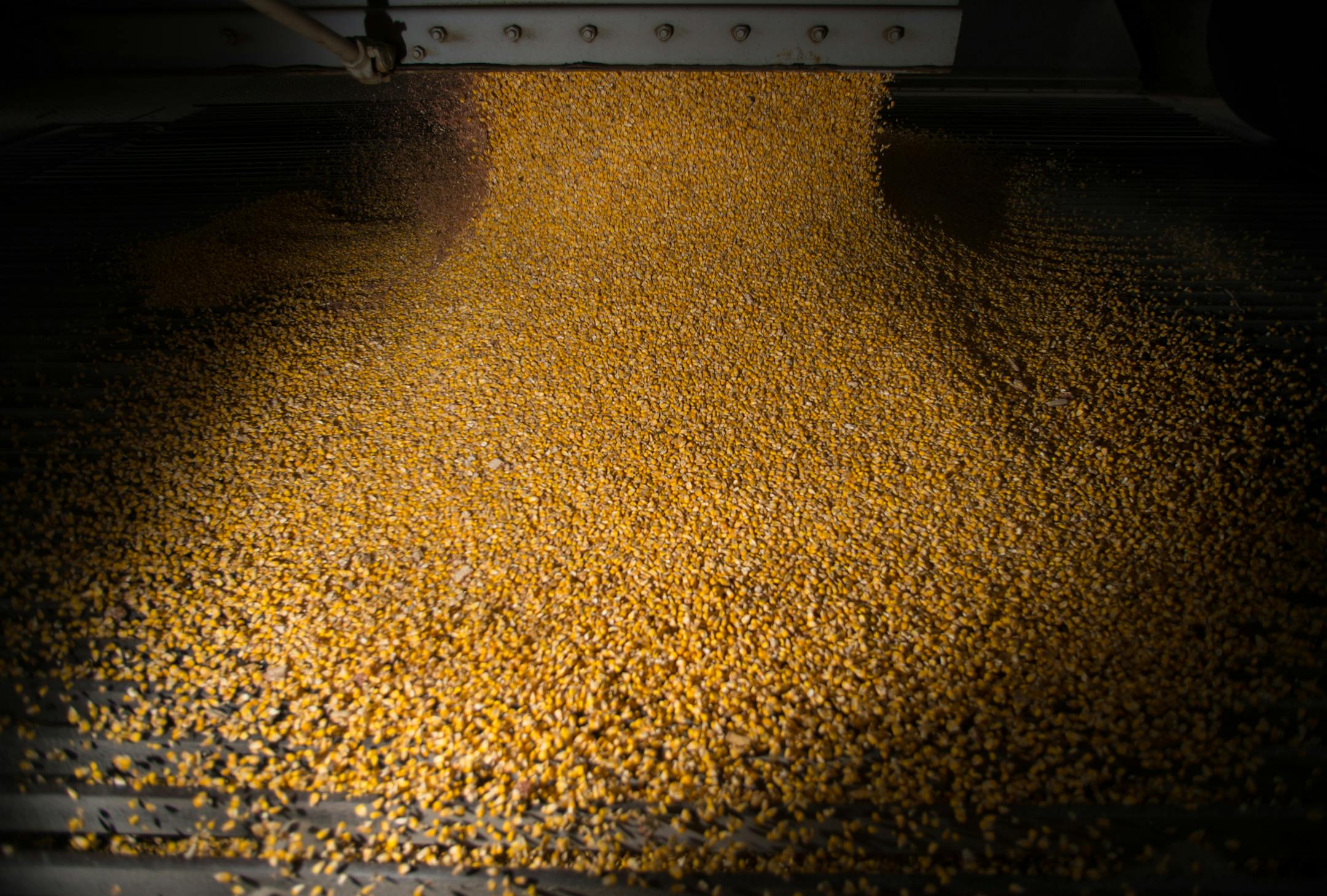 Corn is unloaded from the hopper of a truck at the CHS Grain Terminal in Savage Friday morning. ] AARON LAVINSKY • aaron.lavinsky@startribune.com Photographing the process of unloading grain from trucks onto river barges at the CHS Grain Terminal in Savage on Friday, November 7, 2014.