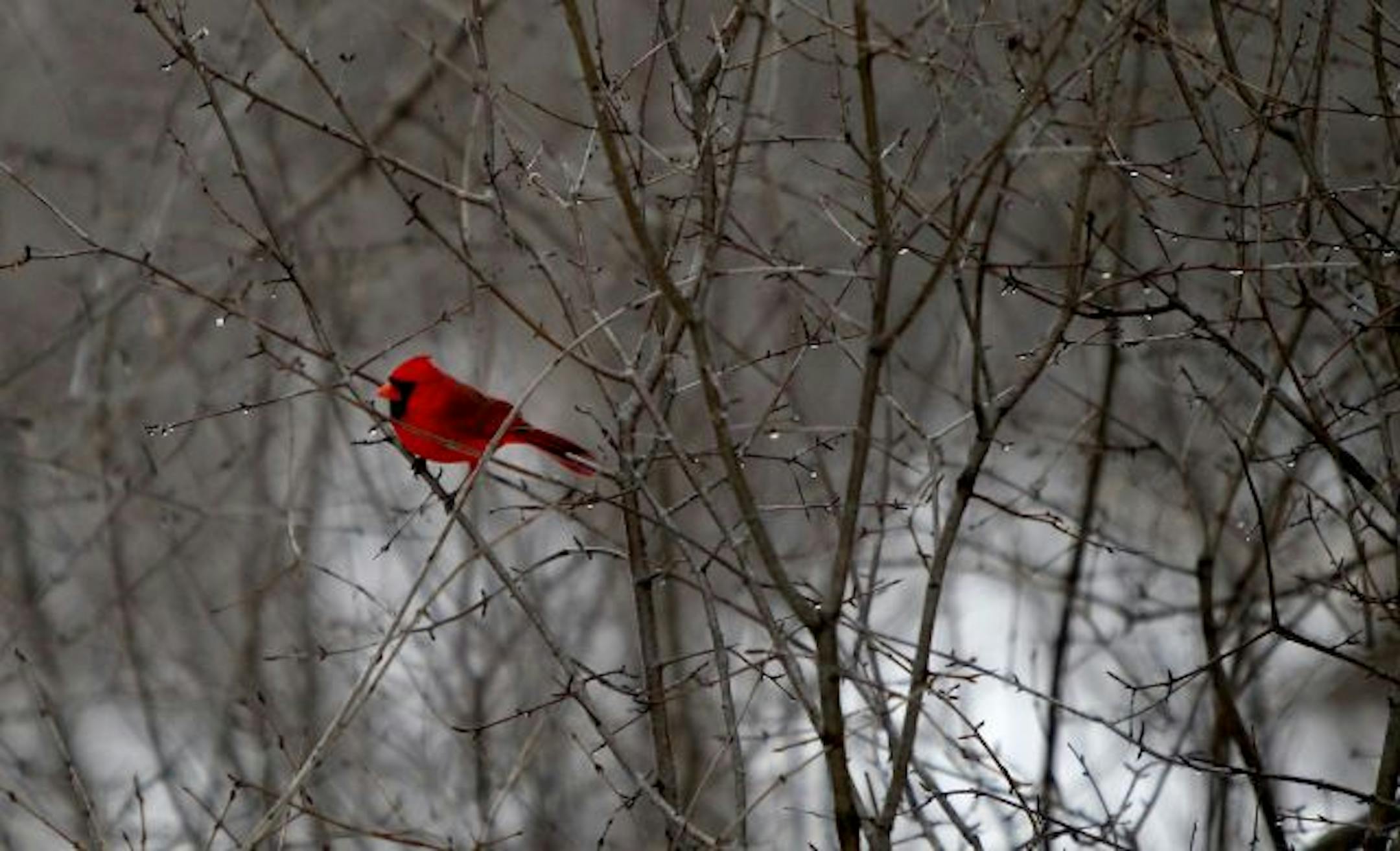 The calm before the cold: A cardinal contributed to a serene scene at Lake Harriet.