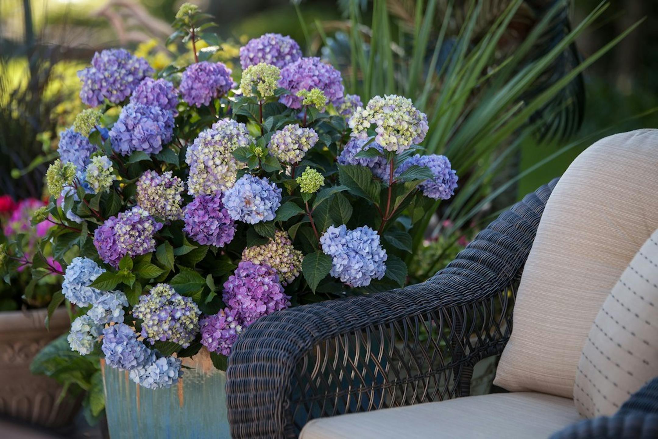 BloomStruck hydrangea is a compact reliable bloomer.