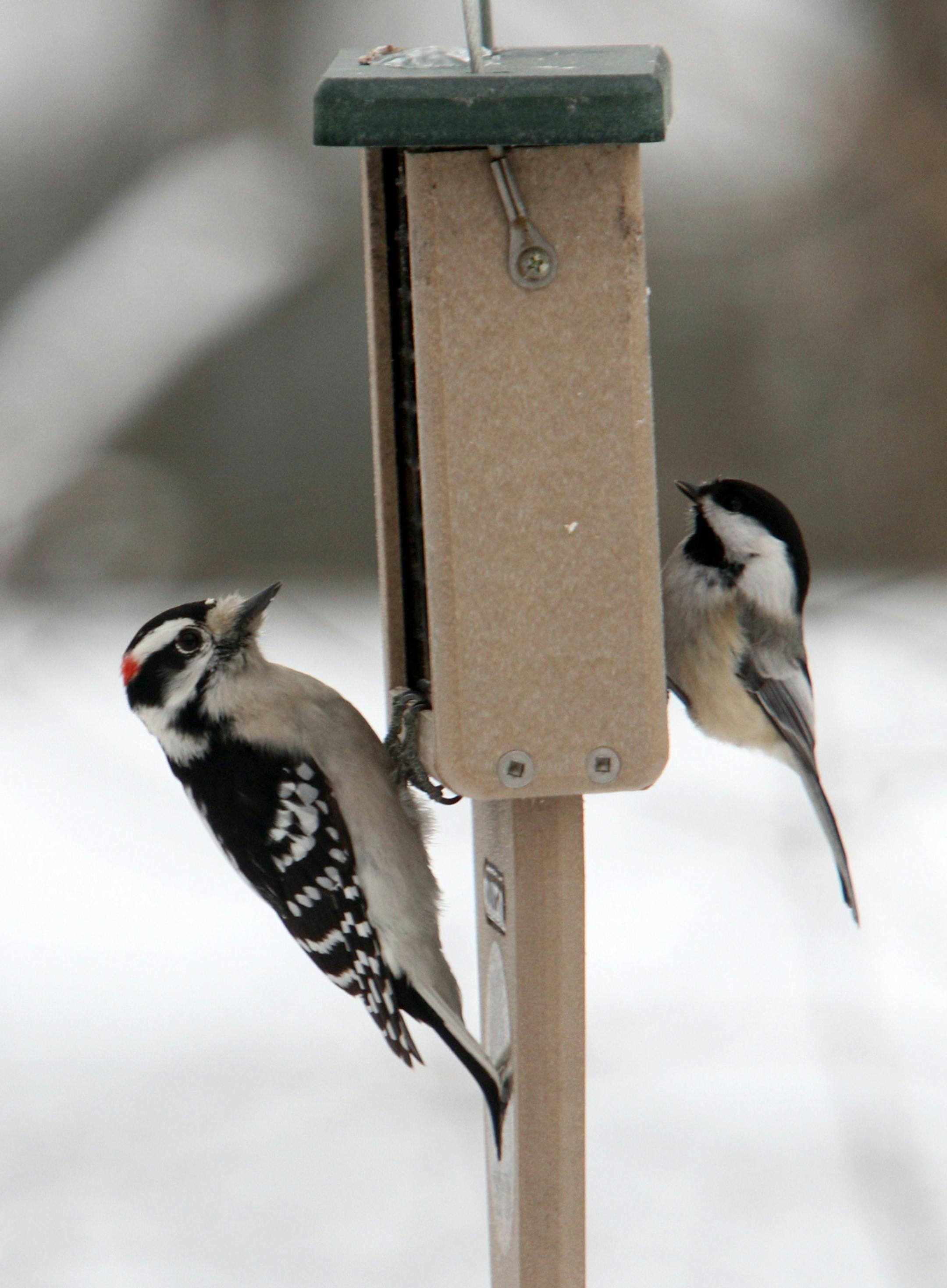 A male Downy Woodpecker, left, and a Black-capped Chickadee share a bird feeder. (Chuck Berman/ Chicago Tribune/TNS) ORG XMIT: 1161121