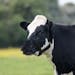 Cargill is partnering with Zelp Ltd., a U.K.-based startup, to distribute devices that are put over a dairy cow’s nose to absorb methane released by