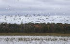 Flocks of waterfowl take to the sky above Rice Lake Tuesday, Oct. 1, 2019. Duane King said bird numbers are usually dependent on how abundant wild ric
