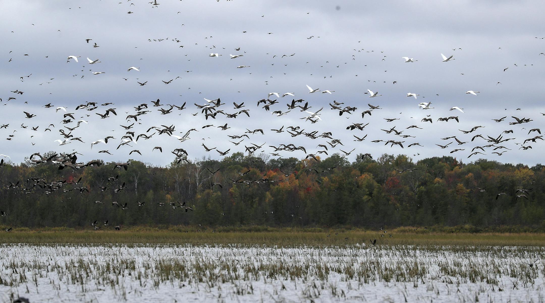 Flocks of waterfowl take to the sky above Rice Lake Tuesday, Oct. 1, 2019. Duane King said bird numbers are usually dependent on how abundant wild rice is in the refuge. (Tyler Schank/Duluth News Tribune/TNS) ORG XMIT: 1458742