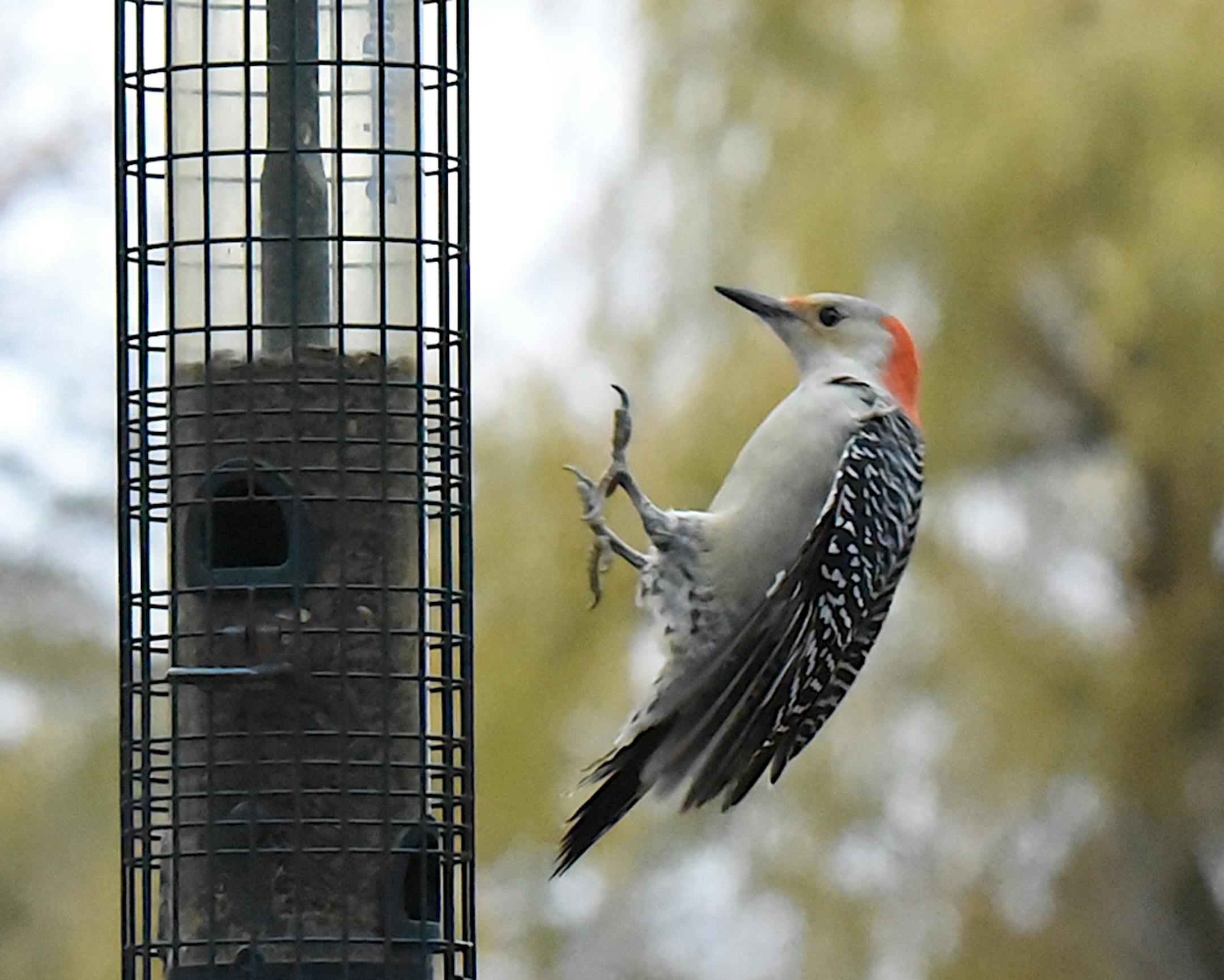 Red-bellied woodpeckers are opportunistic feeders. Jim Williams photo