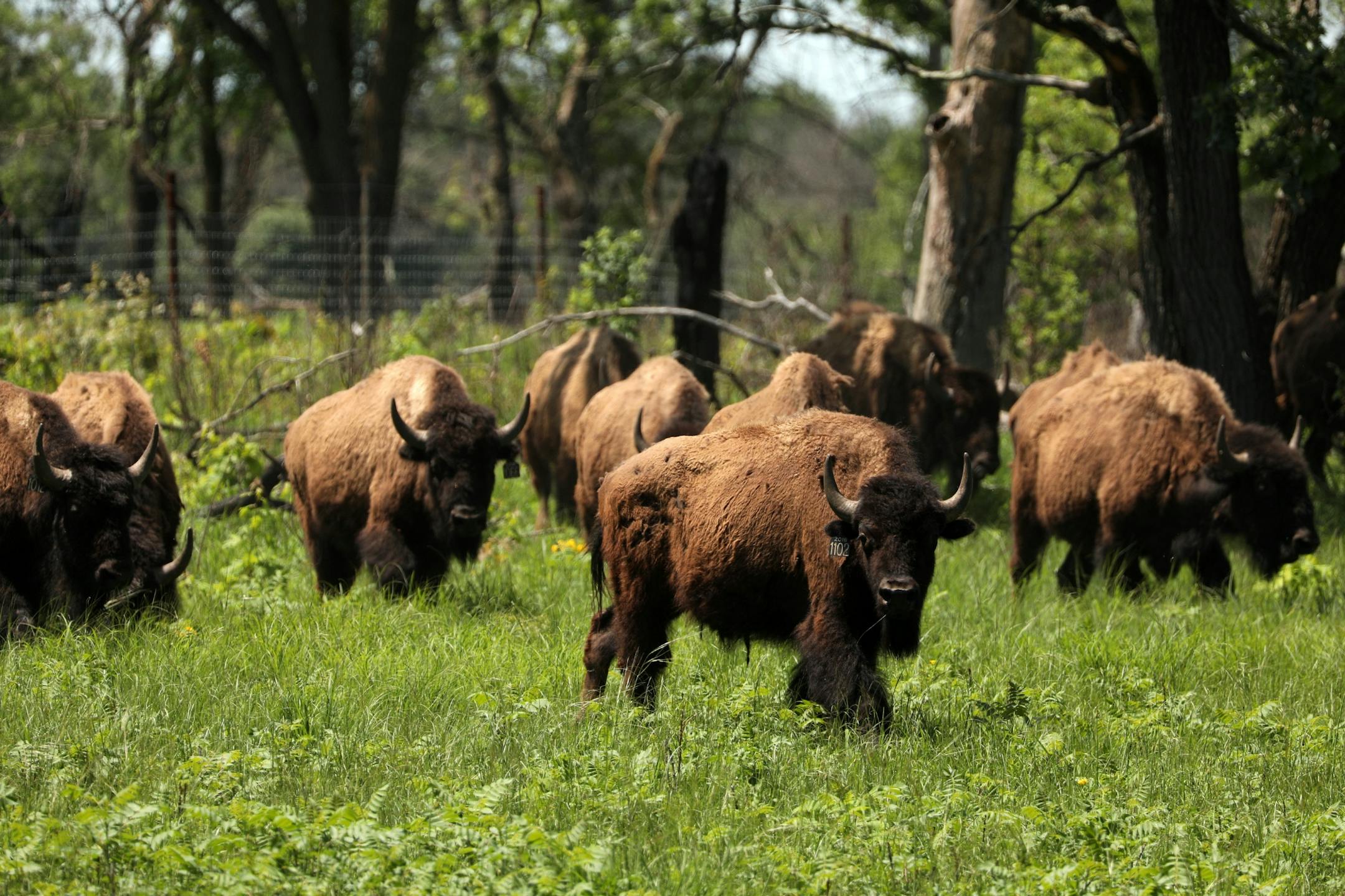 Bison from North Star Bison in Wisconsin roamed their new home Wednesday at the University of Minnesota's Cedar Creek Ecosystem Science Reserve in East Bethel.