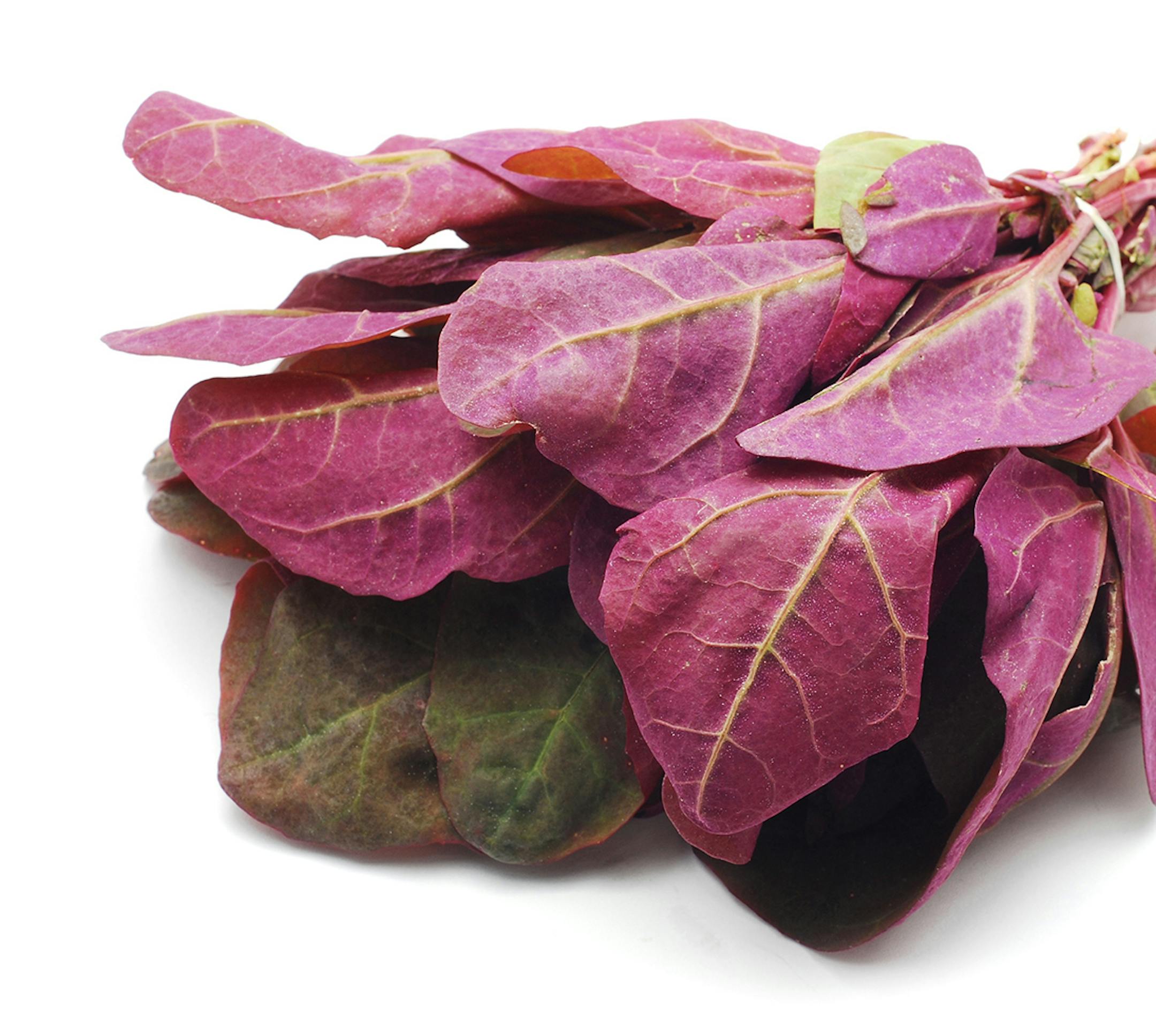 Orache, a spinach-like herb
istock