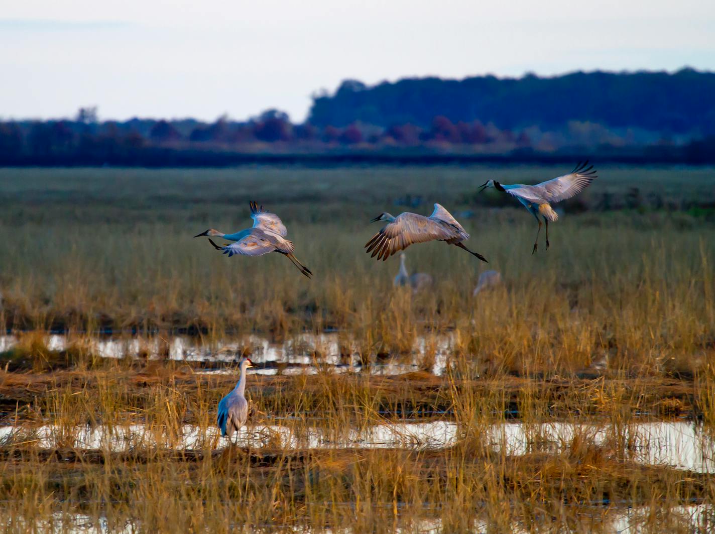 Sandhill cranes touched down in a marsh at Crex Meadows Wildlife Area.