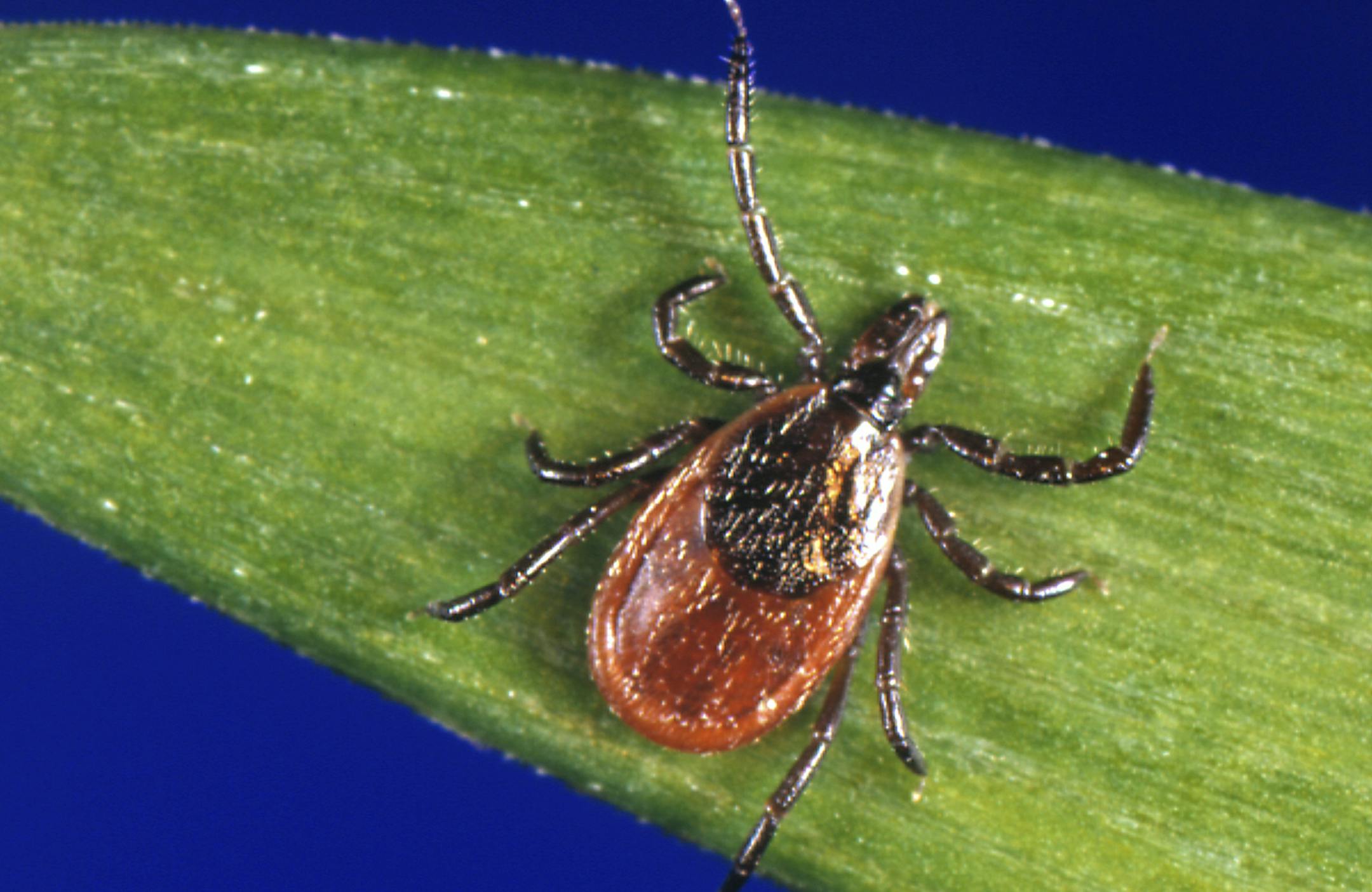 FILE - In this undated file photo provided by the U.S. Centers for Disease Control and Prevention (CDC), a blacklegged tick - also known as a deer tick, rests on a plant. The extended winter of 2017-2018 on the East Coast doesn't seem to have done much to impact ticks, whose numbers are expect to be similar to last year. Dog walkers and runners are already talking of spotting plenty of the blood suckers. (CDC via AP, File)