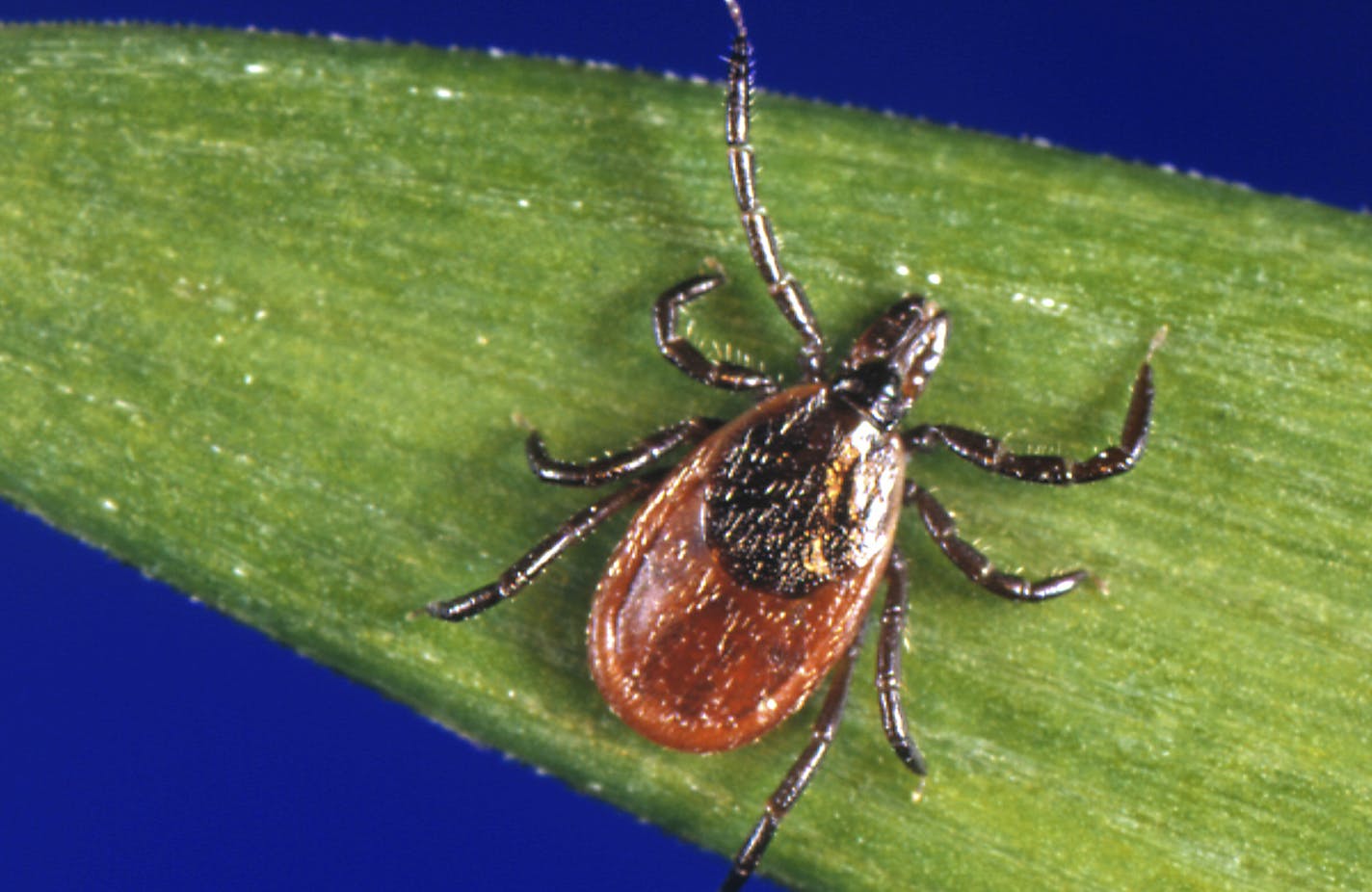 FILE - In this undated file photo provided by the U.S. Centers for Disease Control and Prevention (CDC), a blacklegged tick - also known as a deer tick, rests on a plant. The extended winter of 2017-2018 on the East Coast doesn't seem to have done much to impact ticks, whose numbers are expect to be similar to last year. Dog walkers and runners are already talking of spotting plenty of the blood suckers. (CDC via AP, File)