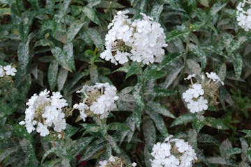 Powdery mildew disease on phlox. 