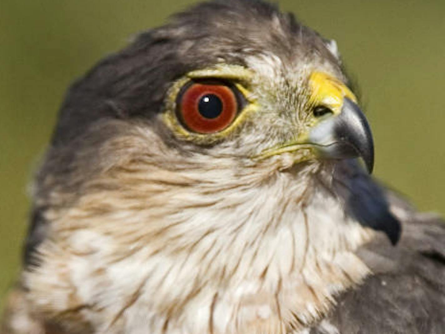 Sharp-shinned hawk